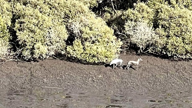 A woman who was mauled by two out of control dogs while sinking into mud on the banks of a Sydney river has told Sutherland local court she thought she was going to die.The alleged owner of the Irish wolfhounds has been charged over the attack and is accused of running away.
Footage shows Elle Booth up to her shoulders in mud clinging to her Jack Russell, under attack.