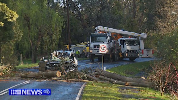 An elderly man was killed when a tree fell on his car while driving through Gellibrand.