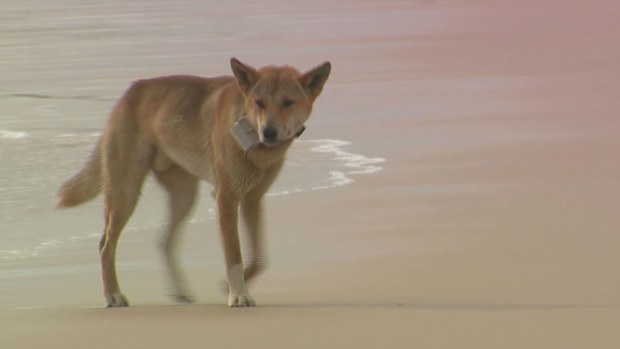 He forced himself between Peet and the collared dingo, known by K'gari rangers as "CC Green".