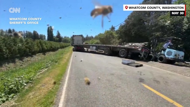 There was a buzz in the air on Friday (local time) in north-western Washington state as about 250 million honeybees escaped a commercial truck that overturned.The truck hauling an estimated 31,751 kilograms of honeybee hives rolled over around 4am close to the Canadian border near Lynden, the Whatcom County Sheriff's Office said in social media posts.