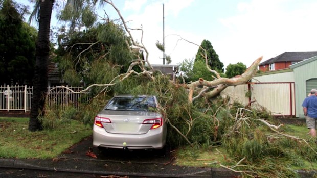 A retiree says Inner West Council should pay up after a gum tree he complained about dropped a branch during a storm and damaged his car.