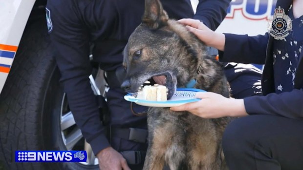 The Gold Coast community has bid farewell to beloved police dog Hondo, who has died after a seven-year career in the force.