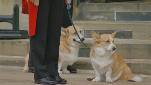 The Queen's royal corgis had a special role on the day of the late monarch's burial at Windsor Castle.