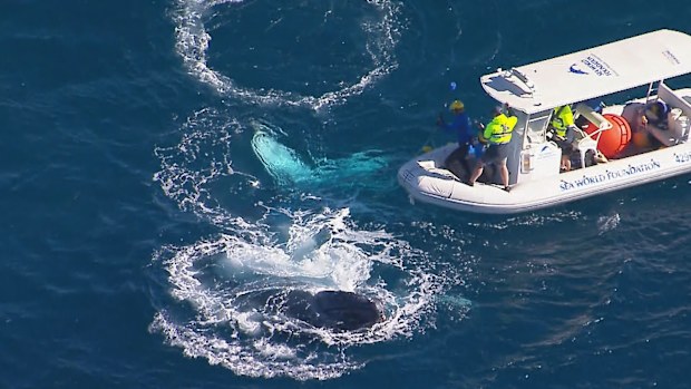 whale freed
