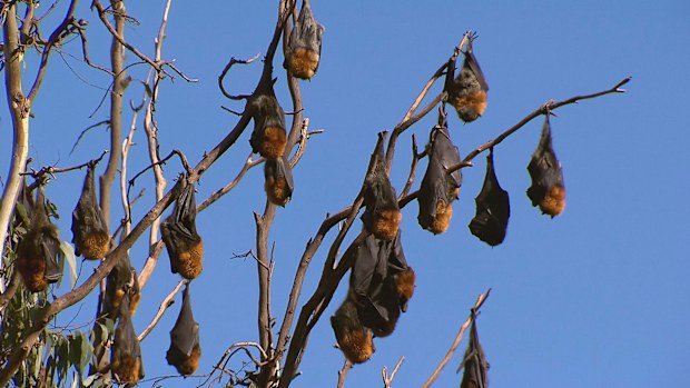 Native bat mishaps with powerlines are on the rise across Victoria, causing unprecedented wildlife-related blackouts.