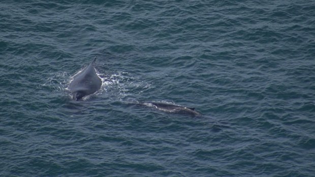 The humpback whale dazzled tourists and locals in Circular Quay this morning, with ferries halting operations momentarily. 