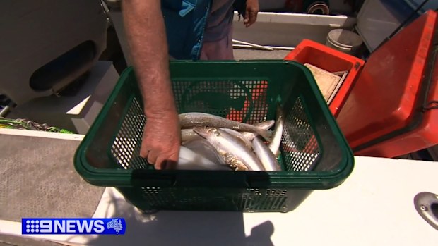 Bag cuts are now in place for recreational fishing in the two gulfs, but restrictions only apply to commercial fishers in Gulf St Vincent.