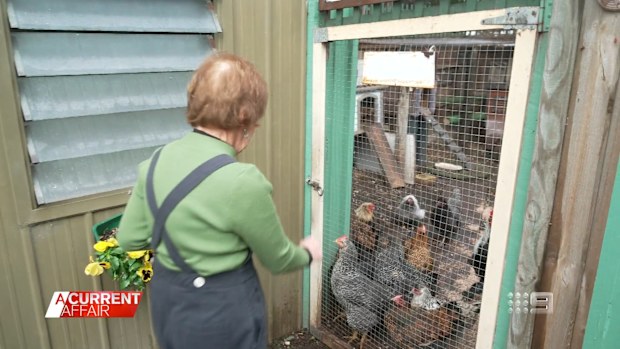 A Victorian woman - who's found fame with her funky family of chickens - claims to have taught one of her Roosters how to skateboard.