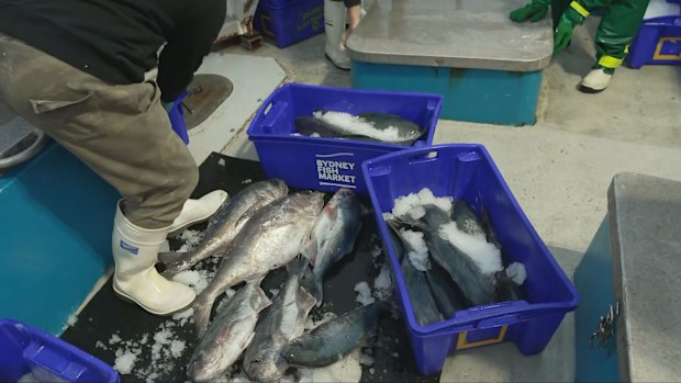 Without temporary relief or a national response, fishers like the Churchills fear that local supply will dry up, leading to inevitable price hikes for consumers or empty shelves at the local fishmonger.