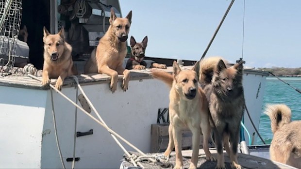 Andrew Jepson's German Shepherds