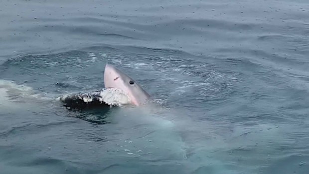 A fisherman has captured incredible footage of a great white shark feeding on a dead whale off South Australia's Eyre Peninsula.