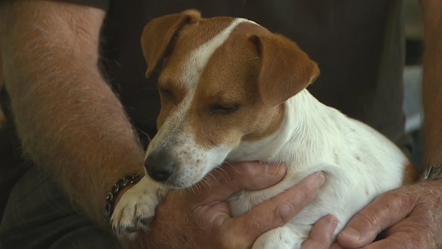 Luna the three-legged Jack Russell.
