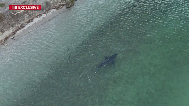 A South Australian fisherman has captured drone footage of a great white shark lurking just metres from a popular South Australian beach.