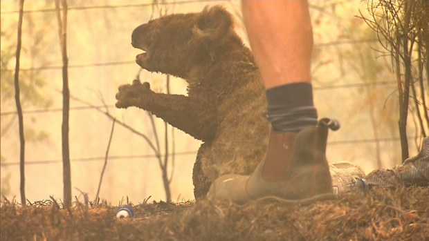 Hundreds of koalas have been killed in the devastating bushfires and Lewis' chances of survival are 50-50 at the moment.