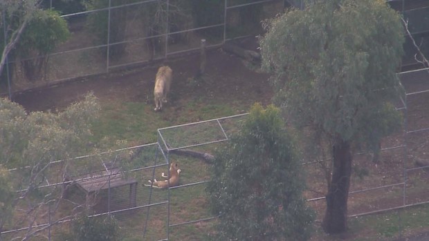 The zoo didn't say which animal attacked her but it is home to lions, cheetahs and a tiger, according to its website.