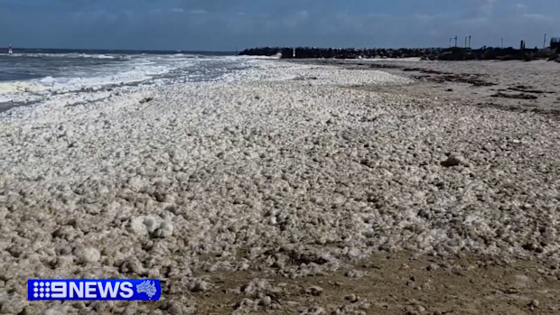 South Australia algal bloom