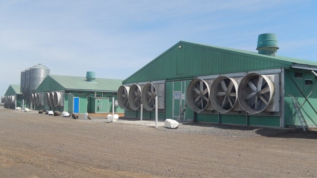 Victorian chicken broiler and duck farms tipped to fetch $26m