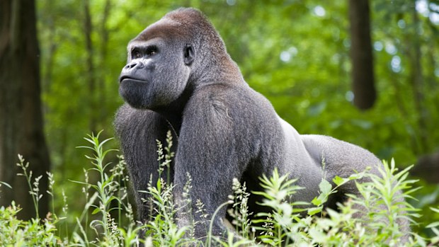A male silverback gorilla.