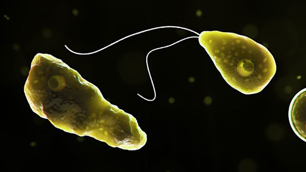 The naegleria fowleri, a brain-eating amoeba, wasfound in a Texas water supply. Supplied: Centers for Disease Control and Prevention.