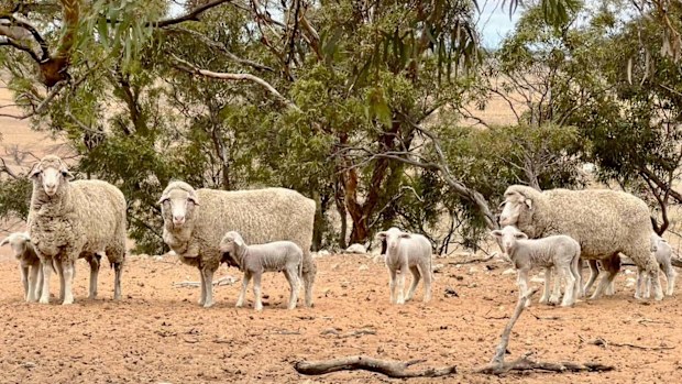 Farmer wants drought declared in South Australia.