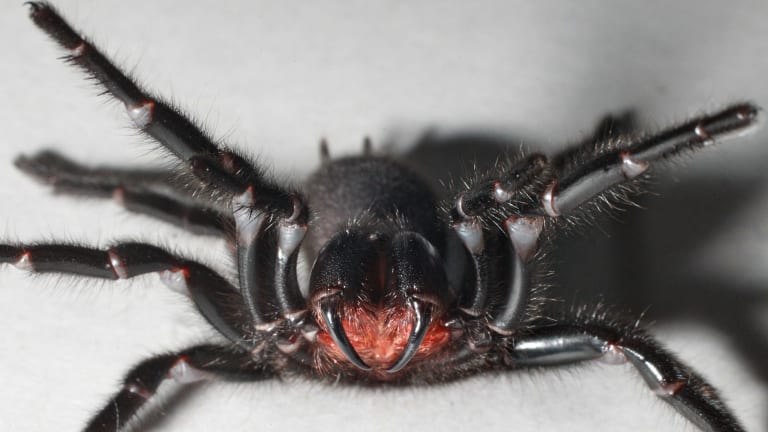 The Sydney Funnel-Web Spider - Jentel Pest Management | Residential & Commercial Pest ...