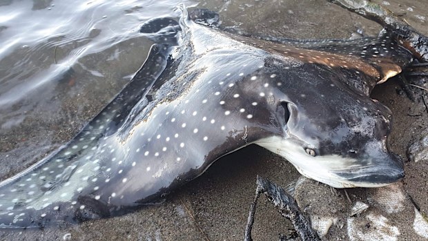 "Thousands" of dead fish, including this white-spotted eagle ray, were found washed up on the shore of Manning Park over the weekend.
