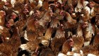 Shares in New Zealand's biggest poultry producer climbed 10 per cent on its NZX debut. 