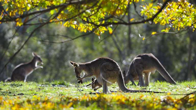 Kangaroos are lefthanders by nature, according to Russian research