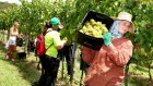 Many working holiday visa holders work on farms and picking grapes.