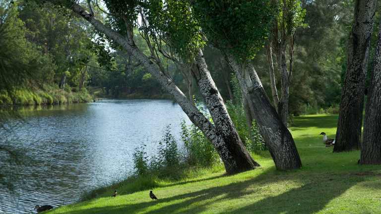 Parramatta River clean-up raises shark concerns