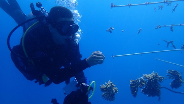 Coral, reef, Great Barrier Reef