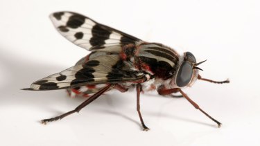 A fly from the Family Pelechorhynchidae – nectar and pollen feeders.
