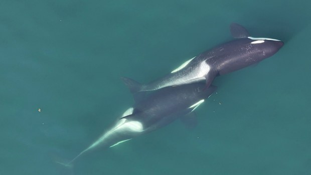 A small length of kelp is visible between the two whales that are "allokelping."