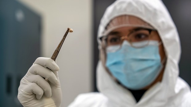 A researcher examines a tooth of someone from the Black Death pandemic.