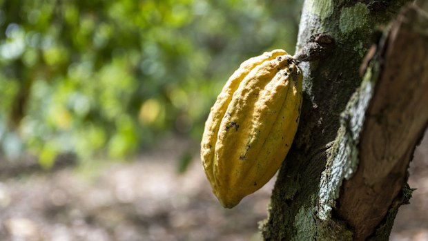 Chocoholics are being warned the cost of the sweet stuff is set to rise in the latest cost of living blow.Cocoa, the main ingredient in chocolate, is trading at its highest level. 