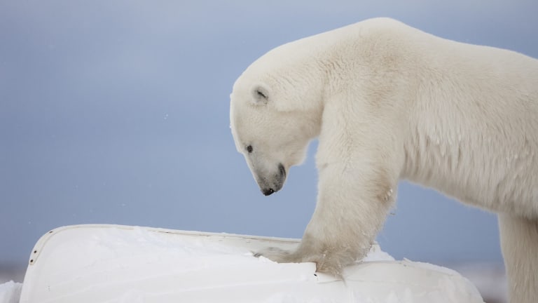 Is Pollution Weakening Polar Bear Penises 5217