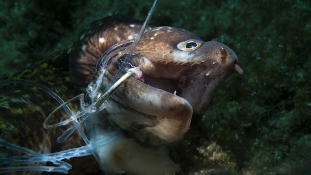 Conservation Photographer of the Year nominees