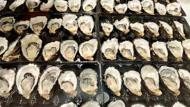 Fresh oysters on sale at the busy Sydney Fish Market, New South Wales, Australia. The market sits on the Blackwattle Bay foreshore in Pyrmont. It is the world's third largest fish market.