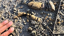 Coprolites, aka fossilised faeces, dating from the early Jurassic Period in Poland, were analysed as part of a new study on the rise of dinosaurs.