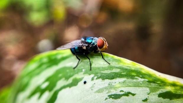 Cochliomyia hominivorax, the New World screw-worm fly, or screw-worm for short, is a species of parasitic fly that is well known for the way in which its larvae (maggots) eat the living tissue.