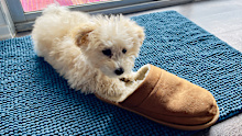 Teaching puppies to sit in a certain place can be more effective.
