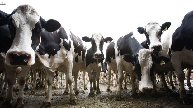archer-capital-puts-brownes-dairy-on-block-hires-luminis-partners