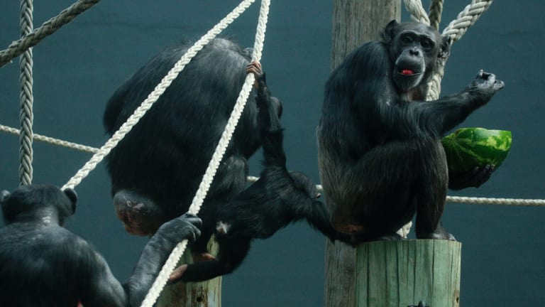 Chimpanzees Recognise Rear Ends Like People Recognise Faces