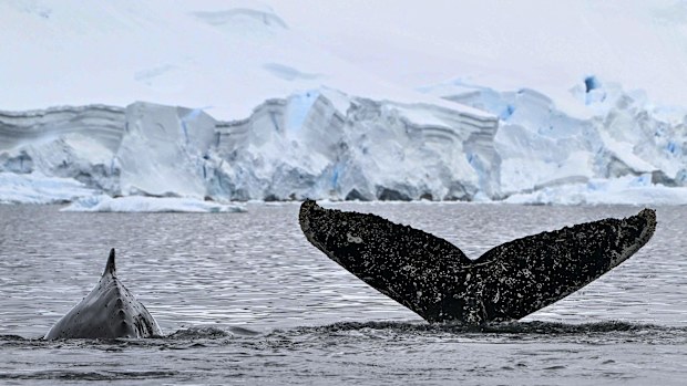 A pod of Humpback whales pictured at the Gerlache Strait in Antarctica on January 19.