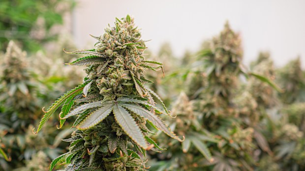 Premium cannabis plant ready for harvest in a greenhouse. The buds are large and dense. The trichomes on the buds clearly indicate that the plant is ready to harvest.