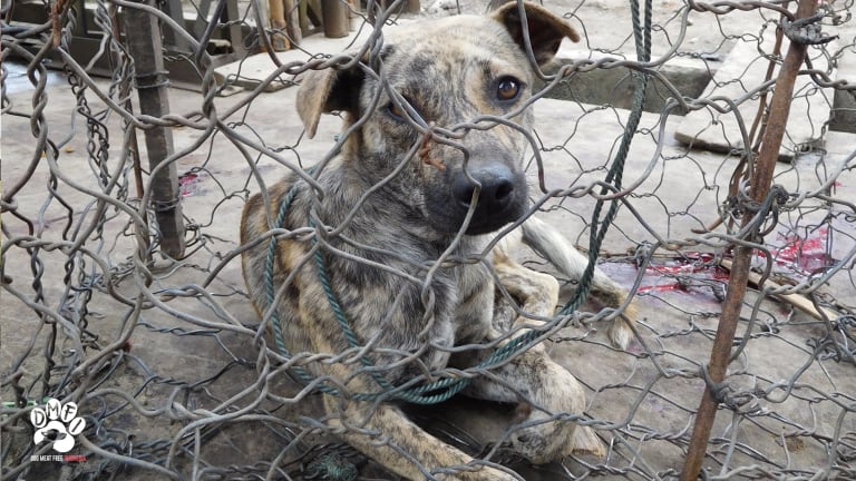 Sickening footage of dog slaughter at Indonesian markets released