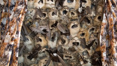 Kangaroo Island S Barry Green Wages War On Feral Cat