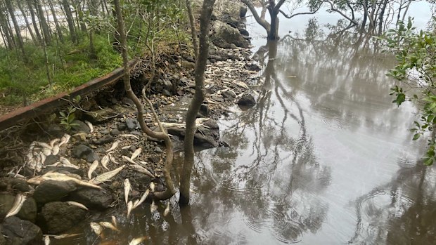 OzFish CEO Cassie Price said what's called blackwater is the likely cause.