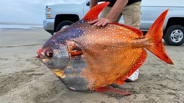 The opah fish is considered a "rare to the Oregon Coast."