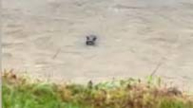 A wallaby has been spotted caught up in flooding in Brisbane after ex-Cyclone Alfred.
